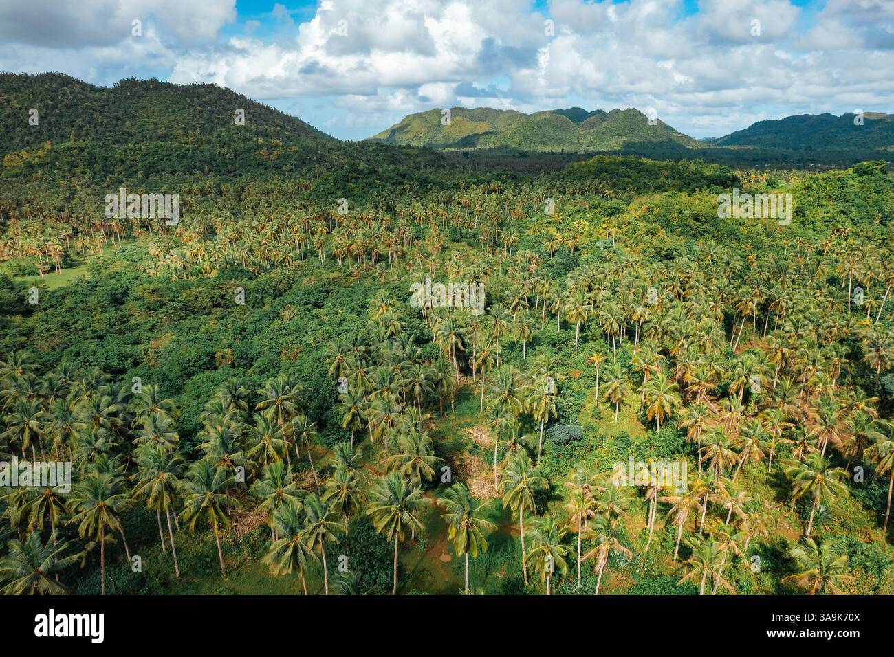 Endless Coconut Plantation of Siargao - Un meraviglioso mare di torreggianti palme che si estende attraverso l'isola, che mostra la bellezza della natura ed è Foto Stock