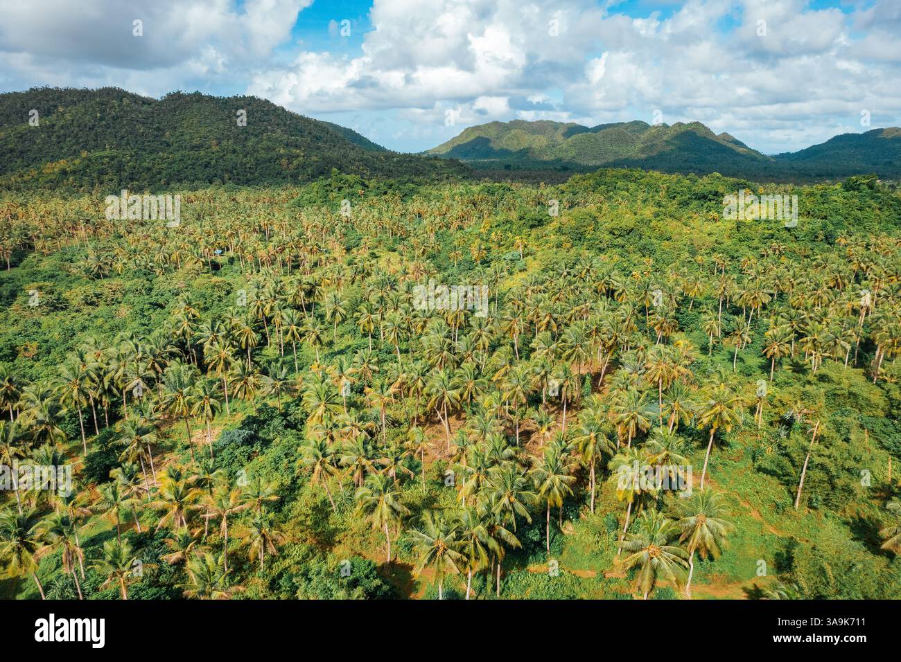 Endless Coconut Plantation of Siargao - Un meraviglioso mare di torreggianti palme che si estende attraverso l'isola, che mostra la bellezza della natura ed è Foto Stock
