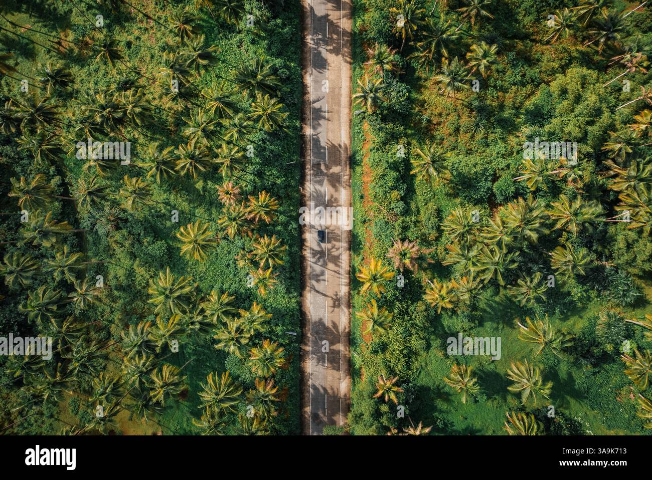 Endless Coconut Plantation of Siargao - Un meraviglioso mare di torreggianti palme che si estende attraverso l'isola, che mostra la bellezza della natura ed è Foto Stock