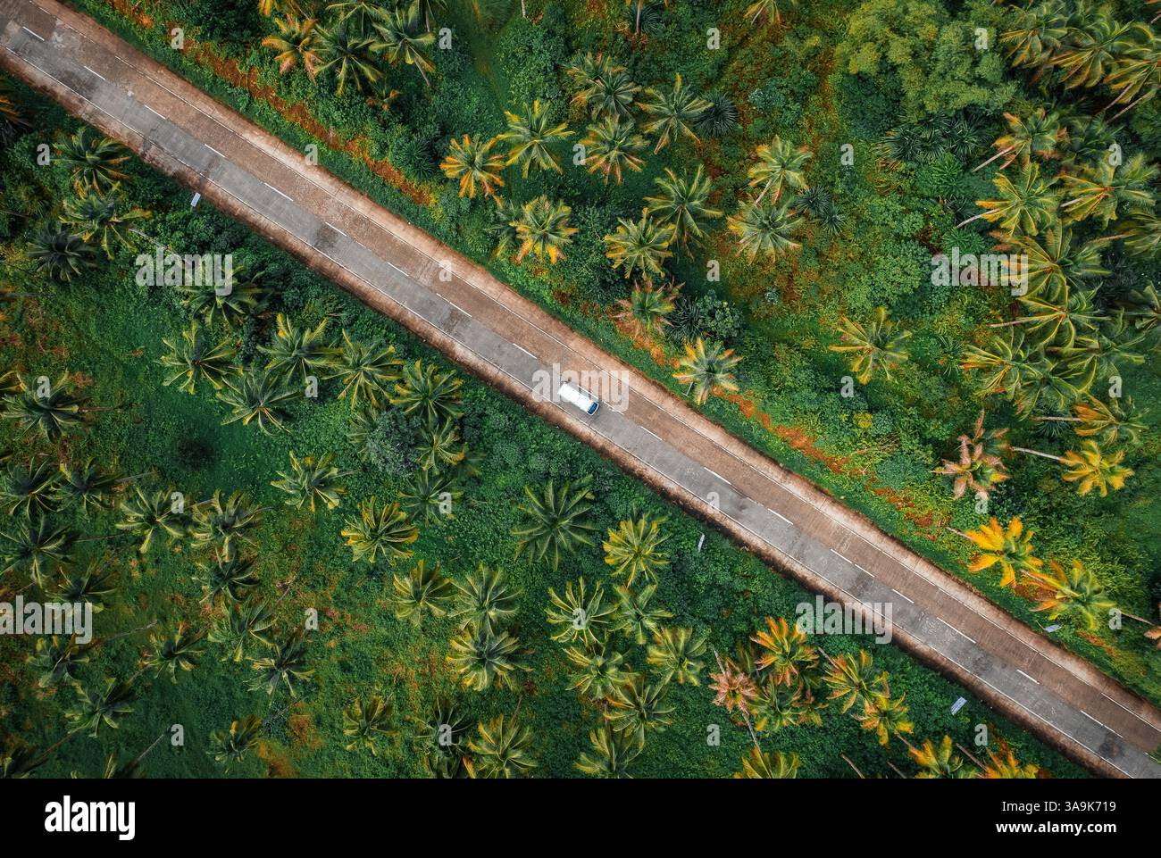 Endless Coconut Plantation of Siargao - Un meraviglioso mare di torreggianti palme che si estende attraverso l'isola, che mostra la bellezza della natura ed è Foto Stock
