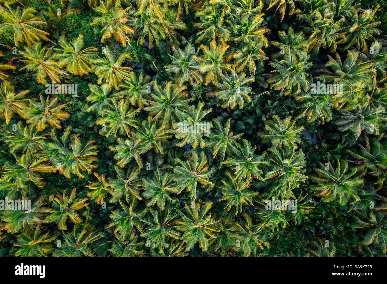 Endless Coconut Plantation of Siargao - Un meraviglioso mare di torreggianti palme che si estende attraverso l'isola, che mostra la bellezza della natura ed è Foto Stock