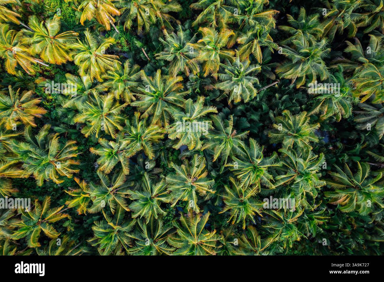 Endless Coconut Plantation of Siargao - Un meraviglioso mare di torreggianti palme che si estende attraverso l'isola, che mostra la bellezza della natura ed è Foto Stock
