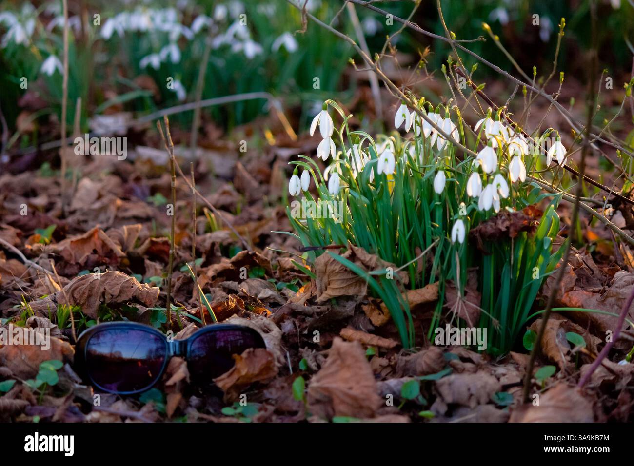 i primi segni della primavera - gocce di neve tra le foglie cadute Foto Stock