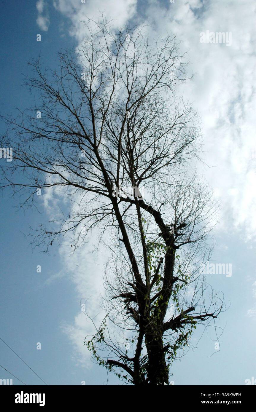 25 gennaio 2006; Kashmir, INDIA; (FOTO DEL FILE: Data esatta sconosciuta) una vista del Kashmir. La natura ha donato al Kashmir una bellezza esotica, che si riflette nei suoi paesaggi pittoreschi, nelle lussureggianti foreste verdi di Chinar, Deodar e Pini, nei bellissimi fiumi e cascate, nelle montagne innevate, negli aridi deserti freddi e in una varietà di flora e fauna squisite. India e Pakistan, che intraprendono un processo di pace, i due paesi sono entrati in guerra due volte per il Kashmir, territorio rivendicato da entrambe le parti. Credito obbligatorio: Foto di TC Malhotra/ZUMA Press. (©) Copyright 2006 di TC Malhotra Foto Stock