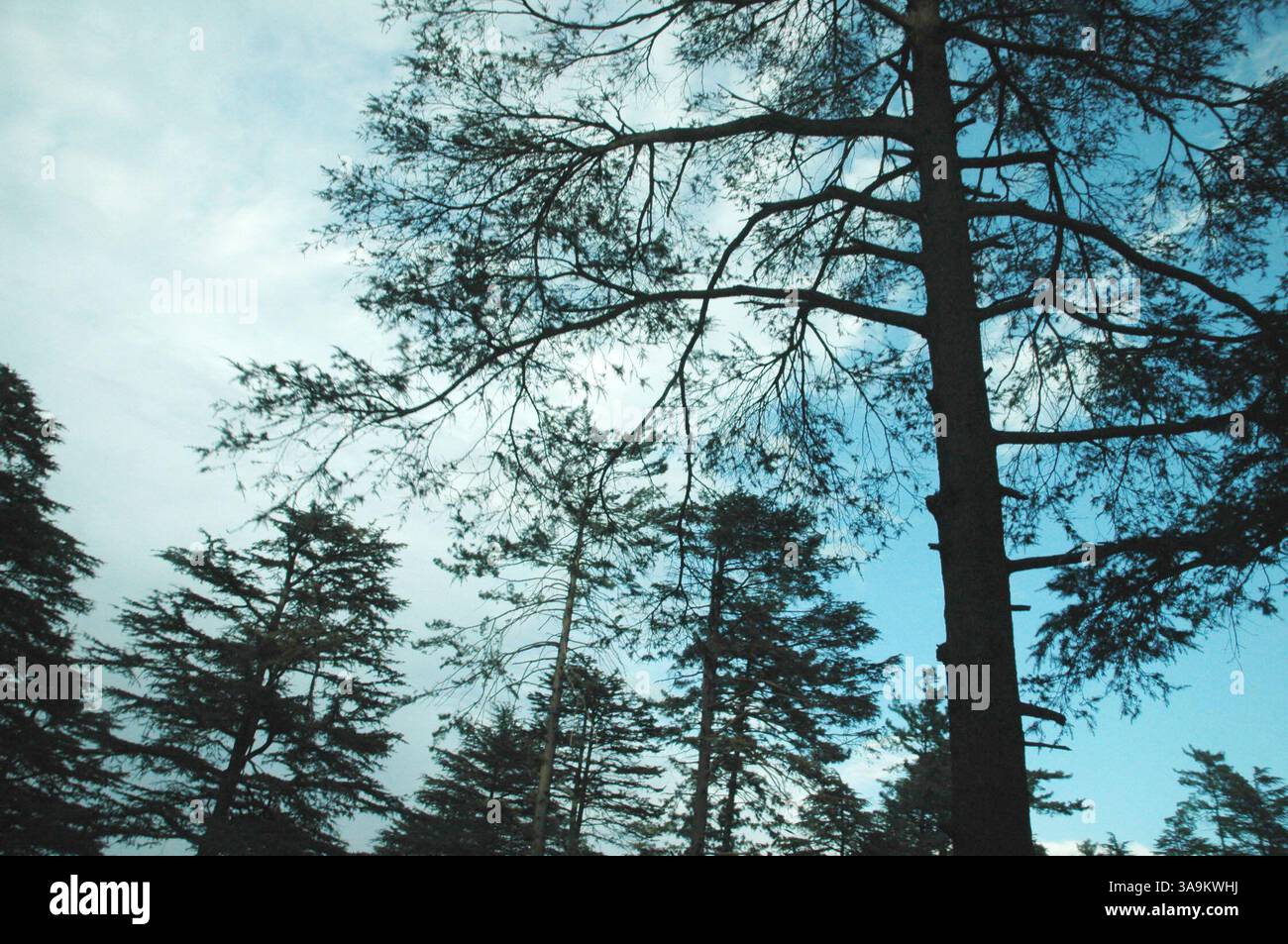 25 gennaio 2006; Kashmir, INDIA; (FOTO DEL FILE: Data esatta sconosciuta) una vista del Kashmir. La natura ha donato al Kashmir una bellezza esotica, che si riflette nei suoi paesaggi pittoreschi, nelle lussureggianti foreste verdi di Chinar, Deodar e Pini, nei bellissimi fiumi e cascate, nelle montagne innevate, negli aridi deserti freddi e in una varietà di flora e fauna squisite. India e Pakistan stanno intraprendendo un processo di pace. I due paesi sono andati in guerra due volte per il Kashmir, un territorio che entrambe le parti rivendicano. Credito obbligatorio: Foto di TC Malhotra/ZUMA Press. (©) Copyright 2006 di TC Malhotra Foto Stock