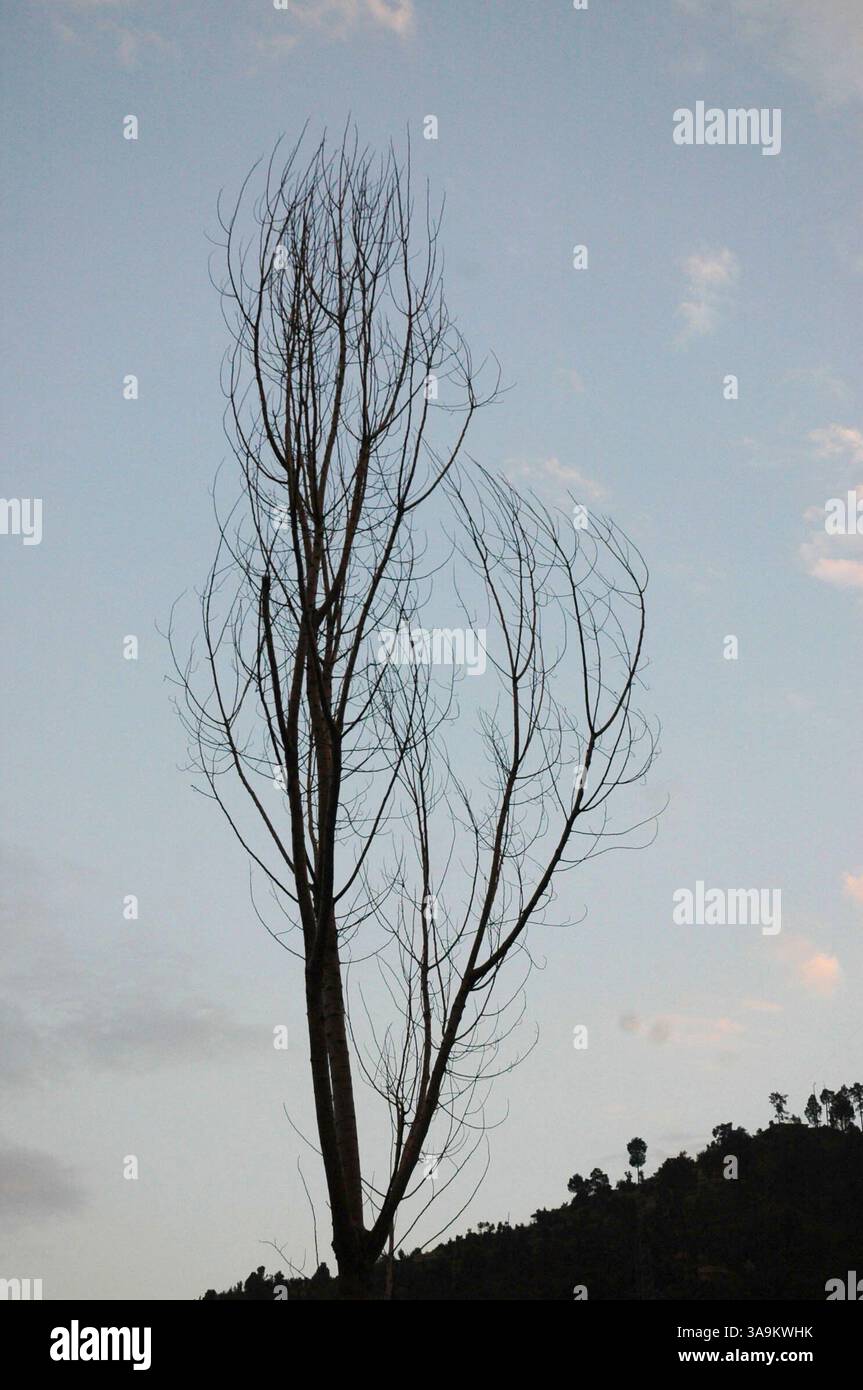 25 gennaio 2006; Kashmir, INDIA; (FOTO DEL FILE: Data esatta sconosciuta) una vista del Kashmir. La natura ha donato al Kashmir una bellezza esotica, che si riflette nei suoi paesaggi pittoreschi, nelle lussureggianti foreste verdi di Chinar, Deodar e Pini, nei bellissimi fiumi e cascate, nelle montagne innevate, negli aridi deserti freddi e in una varietà di flora e fauna squisite. India e Pakistan stanno intraprendendo un processo di pace. I due paesi sono andati in guerra due volte per il Kashmir, un territorio che entrambe le parti rivendicano. Credito obbligatorio: Foto di TC Malhotra/ZUMA Press. (©) Copyright 2006 di TC Malhotra Foto Stock