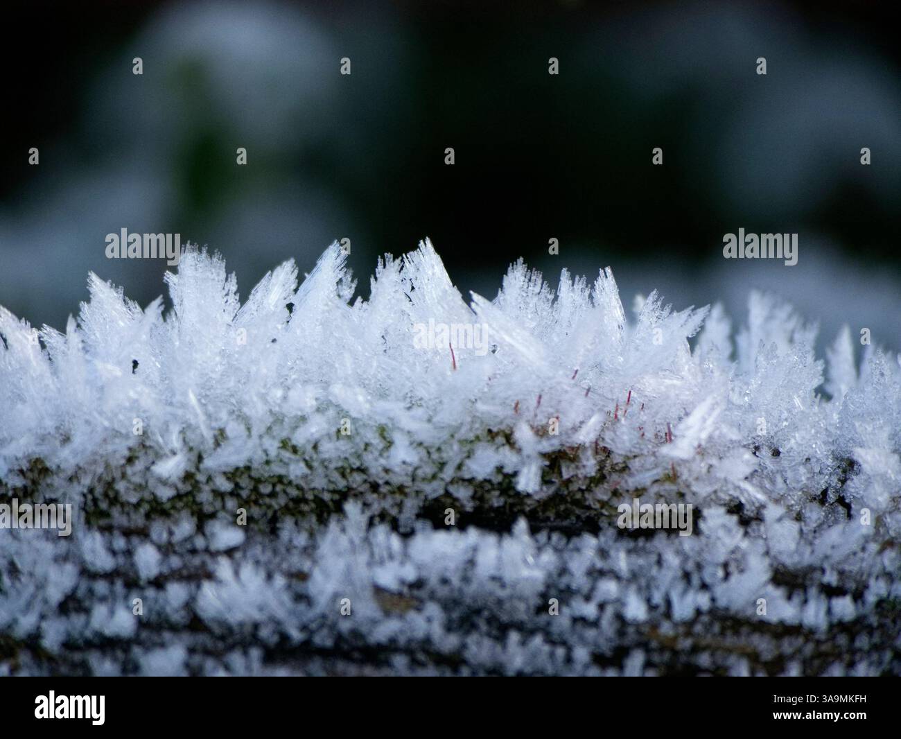 Hoarfrost riveste le piante con cristalli di ghiaccio, una trasformazione magica della natura. Il gelo cattura la bellezza dell'inverno con un'eleganza delicata e ghiacciata. Foto Stock