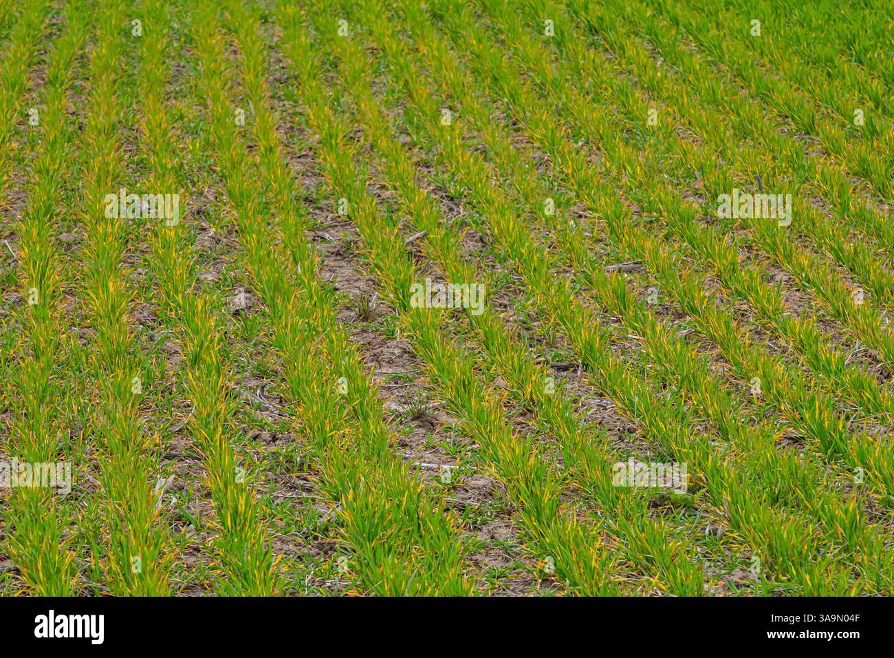 Piante di riso verde rigogliose crescono in file ordinate sotto il cielo limpido in un ambiente rurale, illustrando pratiche agricole sane durante la stagione vegetativa. Foto Stock