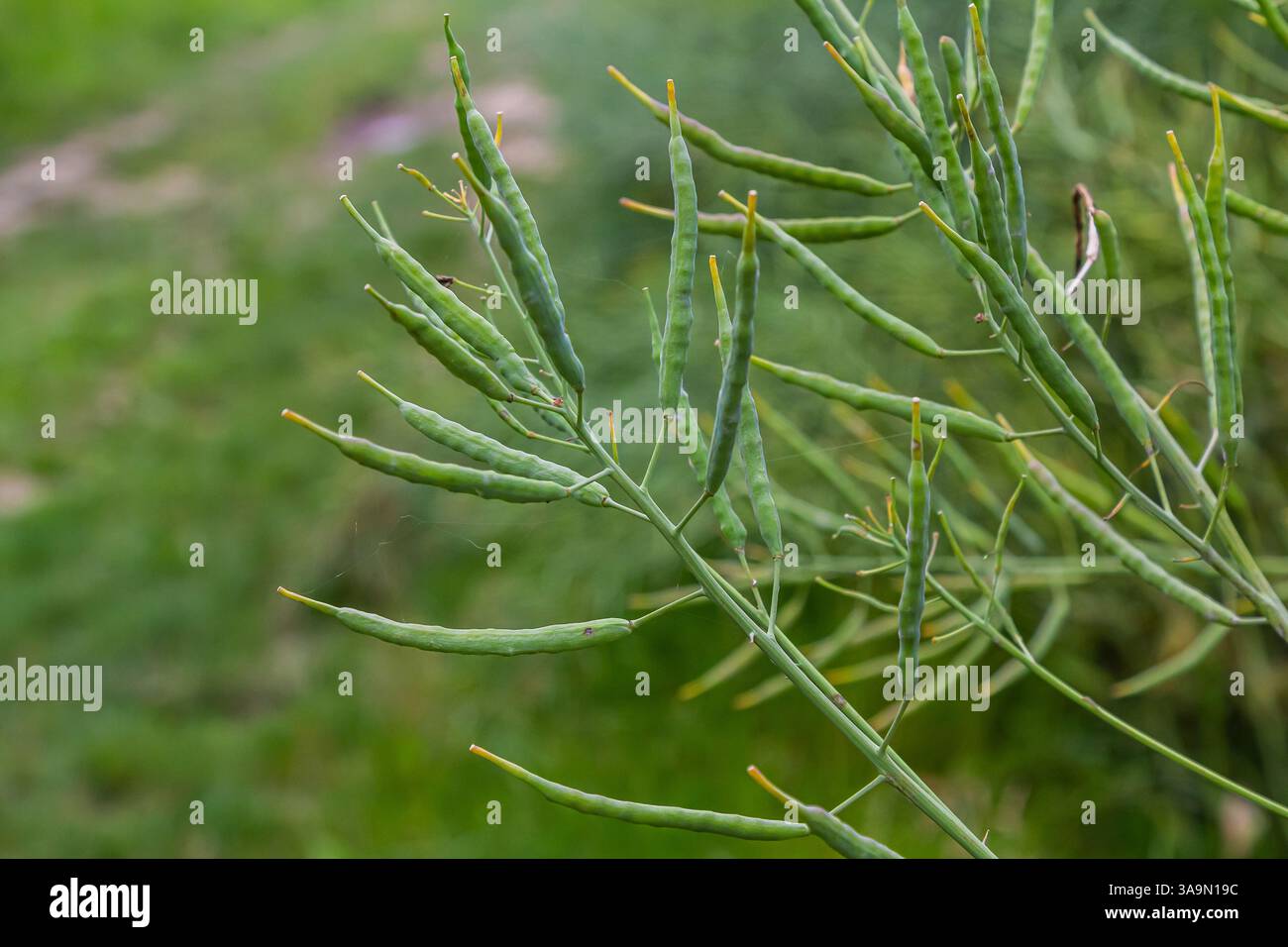 Le lunghe cialde di semi verdi sono attaccate a steli sottili di una pianta in mezzo a un vivace paesaggio verde sotto la luce del giorno. Foto Stock