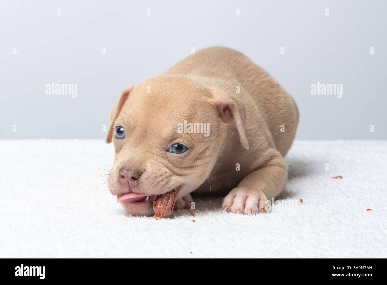 il cucciolo con gli occhi azzurri mastica una delizia mentre accovacciato su un asciugamano bianco, catturato in un luminoso ambiente da studio, concetto di carezza. attenzione Foto Stock