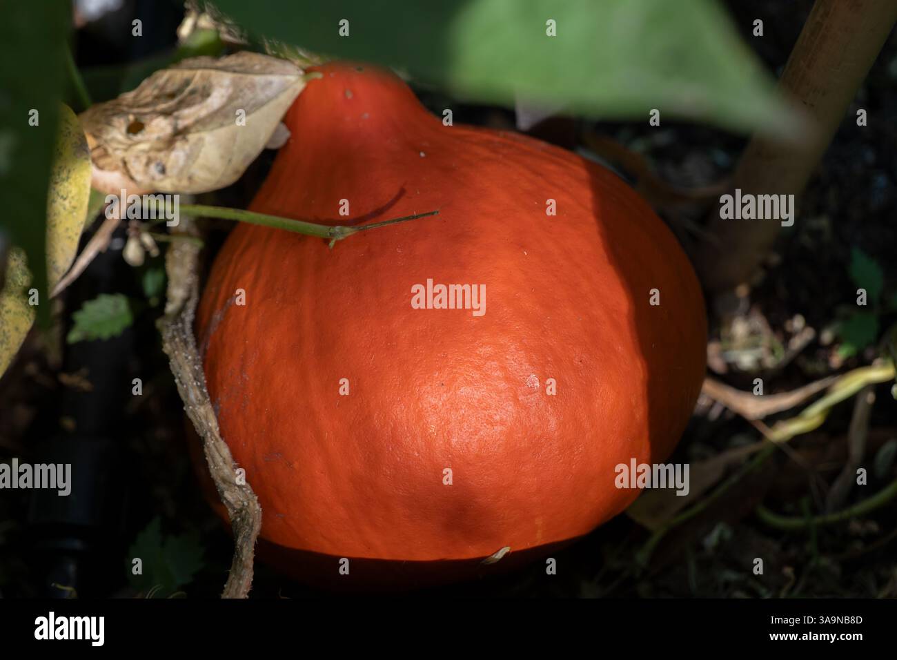Zucca invernale Uchiki Kuri (Cucurbita Maxima) arancia matura, verdura annuale della famiglia Cucurbitaceae (cetriolo). Foto Stock