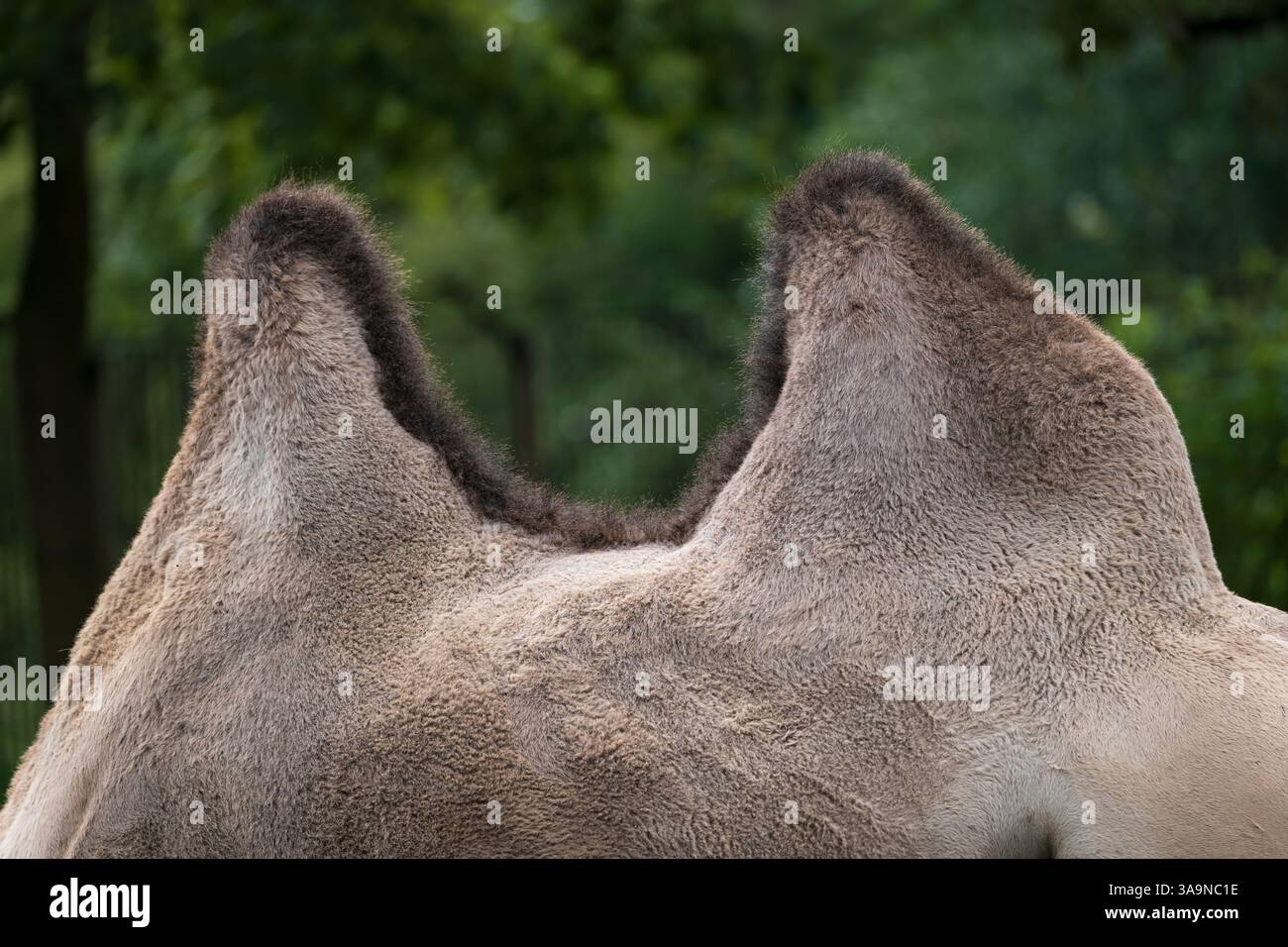 Due gobbe del cammello battriano (Camelus bactrianus), animale della famiglia Camelidae, originario dell'Asia centrale. Foto Stock