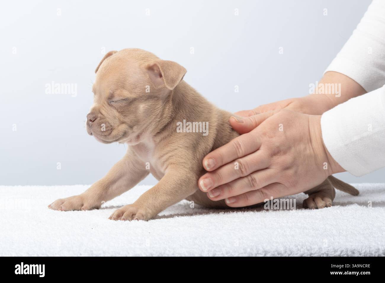Le mani del veterinario accarezzano delicatamente un piccolo cucciolo abbronzato disteso su un asciugamano bianco all'interno. Piccolo cucciolo abbronzato con gli occhi azzurri che viene delicatamente accarezzato dalle mani, con le mani Foto Stock