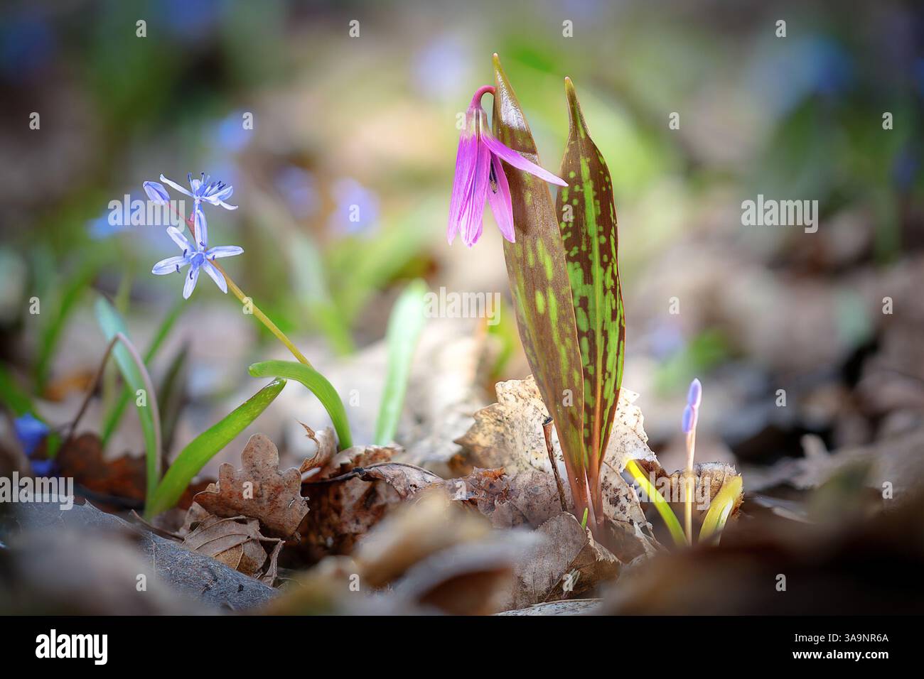 Ravvicinata viola dentale, pianta selvatica che cresce in habitat naturale - dente-viola cane (nome scientifico: Erythronium dens-canis ) Foto Stock