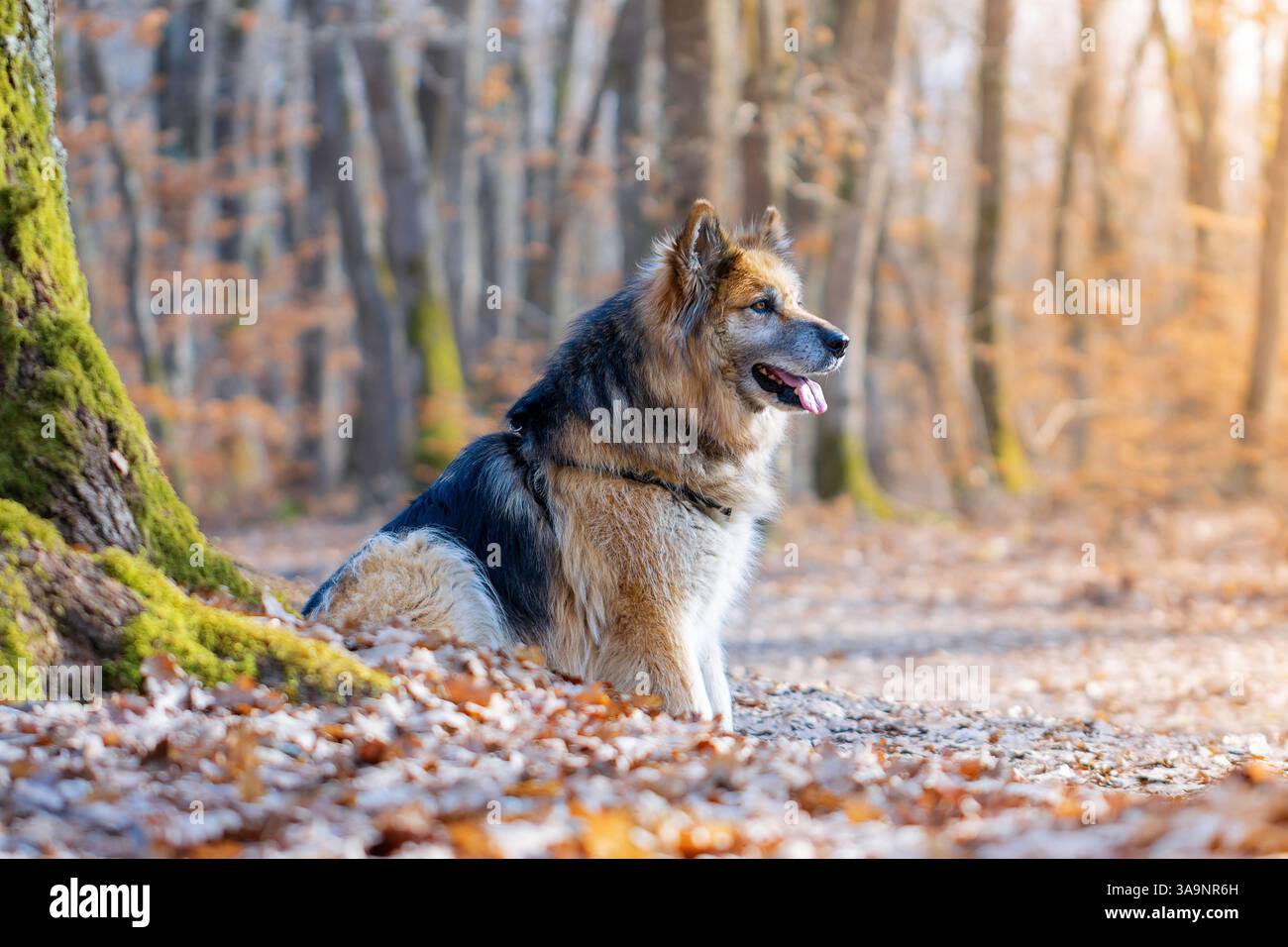 bellissimo cane di razza mista, pastore tedesco e labrador retriever, animale domestico nel bosco, bella luce arancione Foto Stock