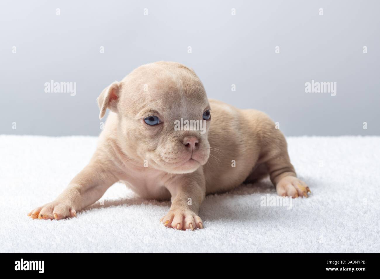 Simpatico cucciolo appena nato seduto su una superficie morbida su uno sfondo chiaro. Piccolo cucciolo beige con gli occhi blu seduti su un asciugamano bianco. Concetto di inno Foto Stock