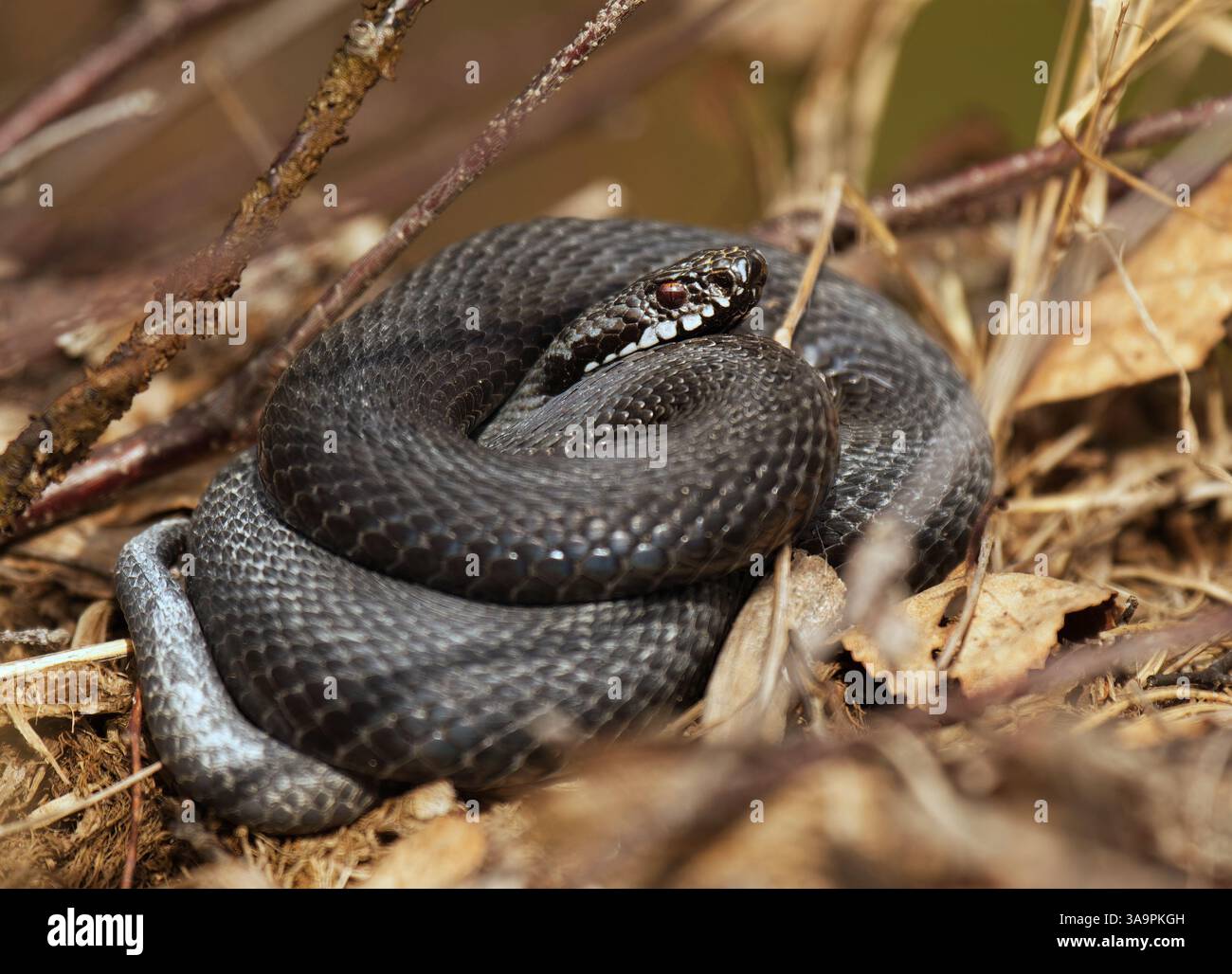 Comune adder europeo o comune vipera europea (Vipera berus) crogiolarsi all'inizio della primavera. Foto Stock