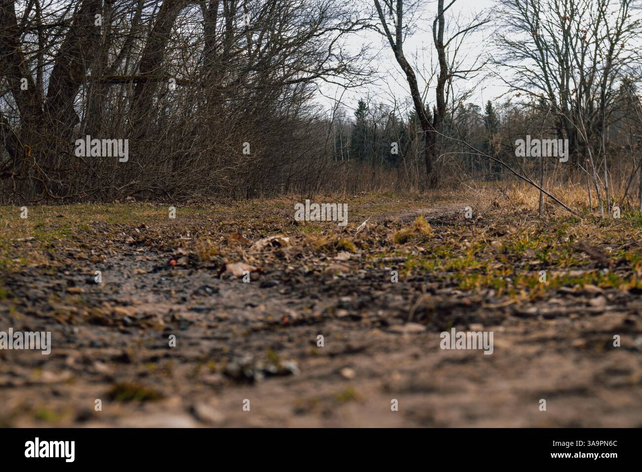 Un ambiente tranquillo che mostra un tortuoso sentiero nella foresta in inverno. Foto Stock