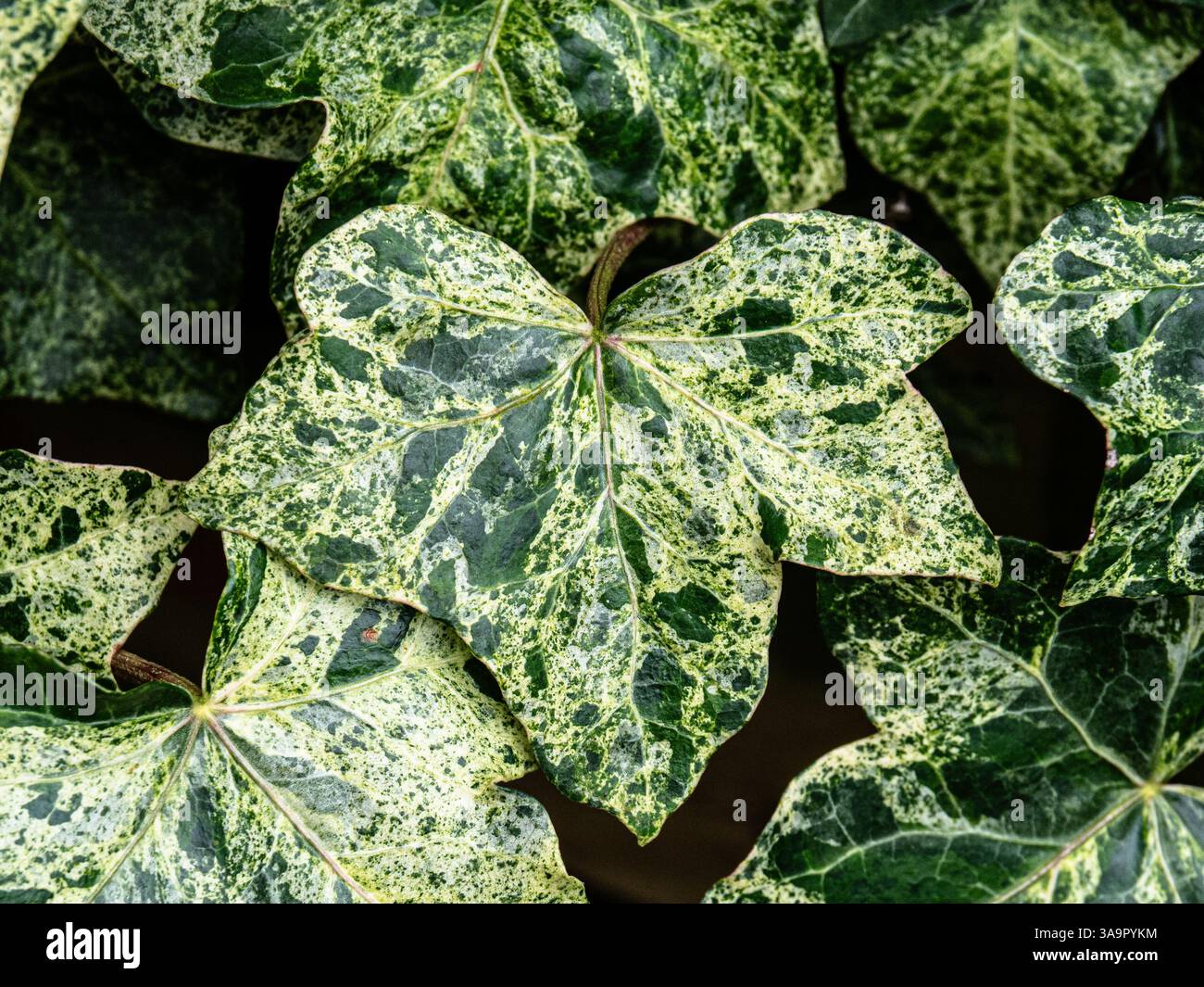 Un primo piano della variegata variegazione sulle foglie dell'edera Hedera hibernica "Rona" Foto Stock
