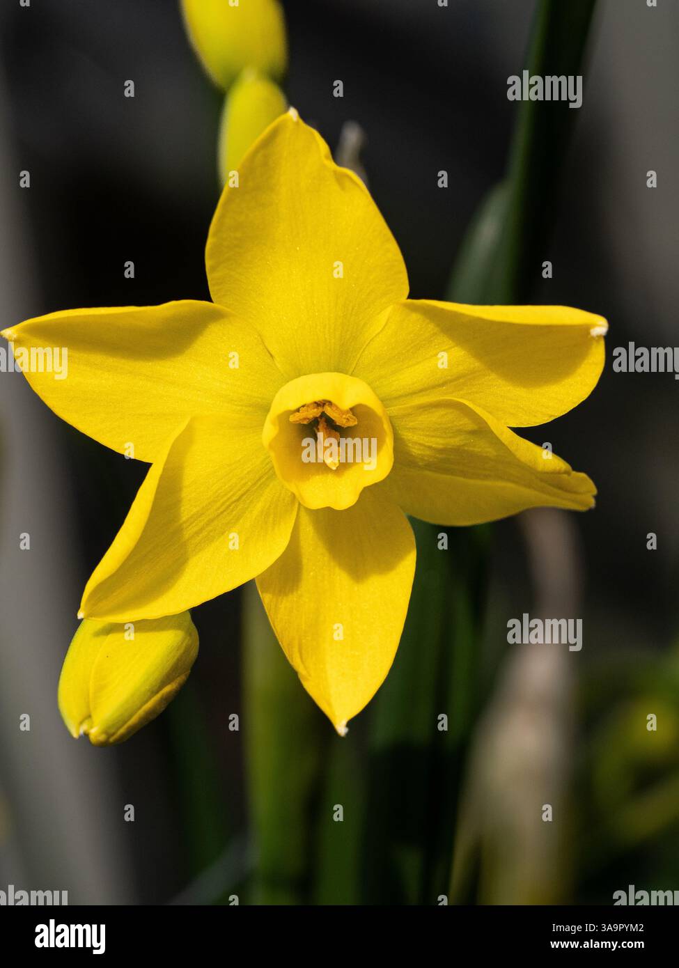 Primo piano di un singolo fiore del narciso nano Narciso "Baby Boomer" Foto Stock