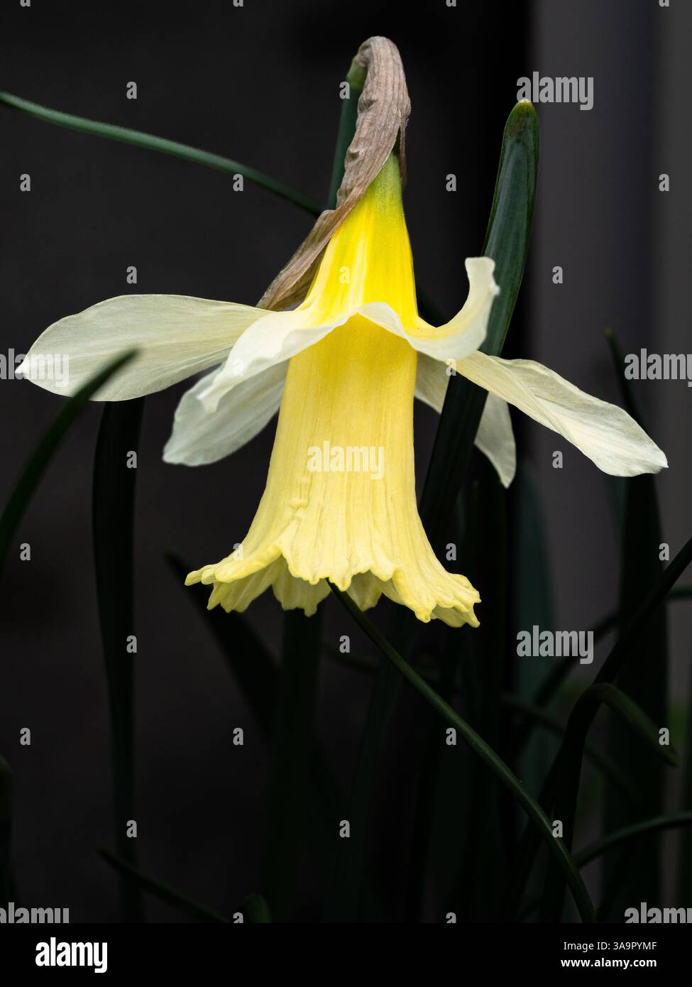 Primo piano di un singolo fiore giallo pallido e bianco del narciso Narciso "W'P" Milner Foto Stock