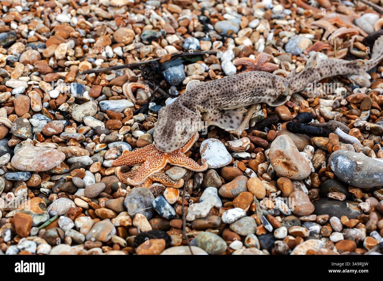 Piccolo squalo maculato morto e stelle marine su una spiaggia di ciottoli (deserto), Dungeness, Kent, Inghilterra Foto Stock