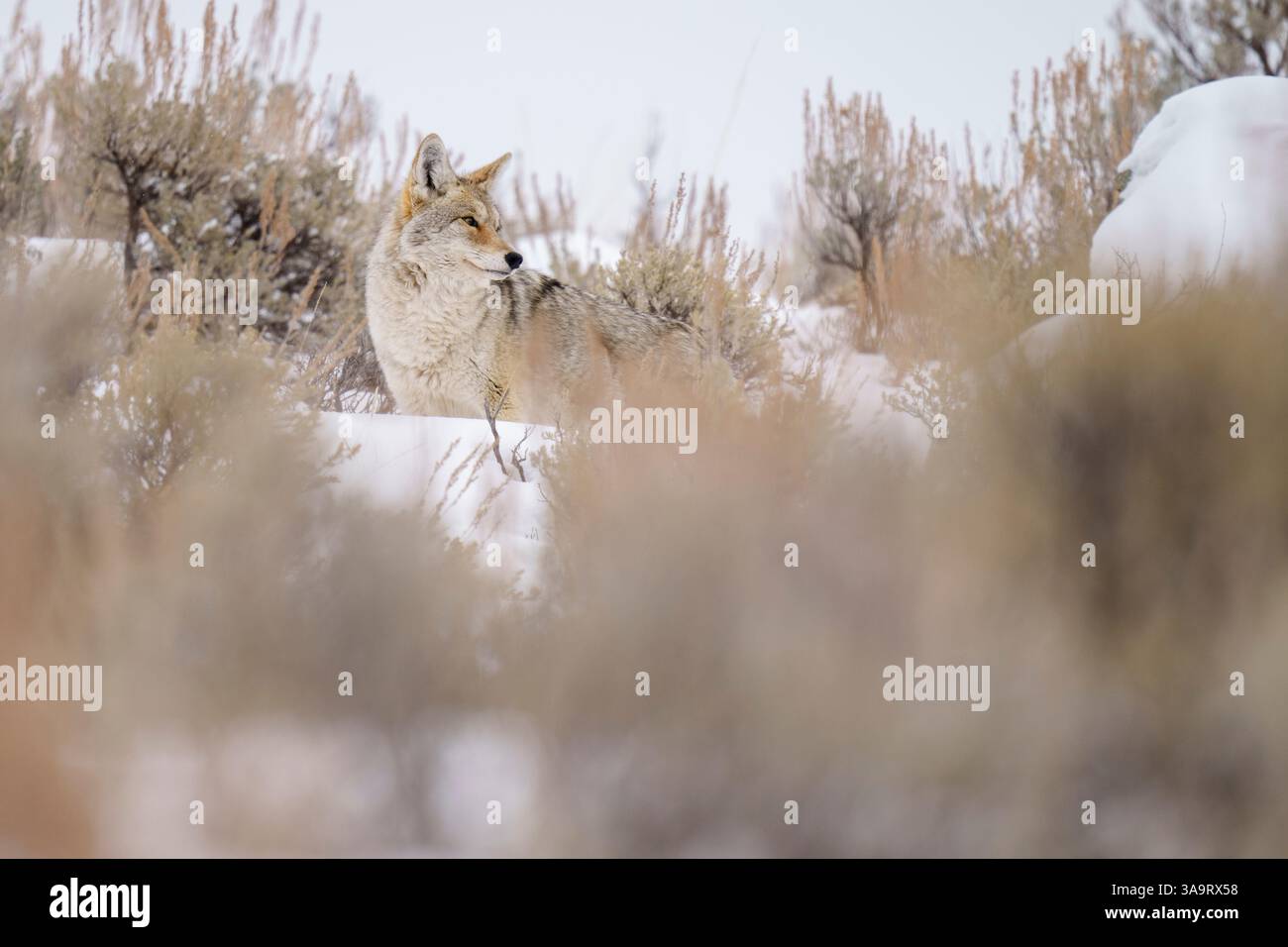 Coyote in Snowy Sagebrush Habitat durante l'inverno Foto Stock