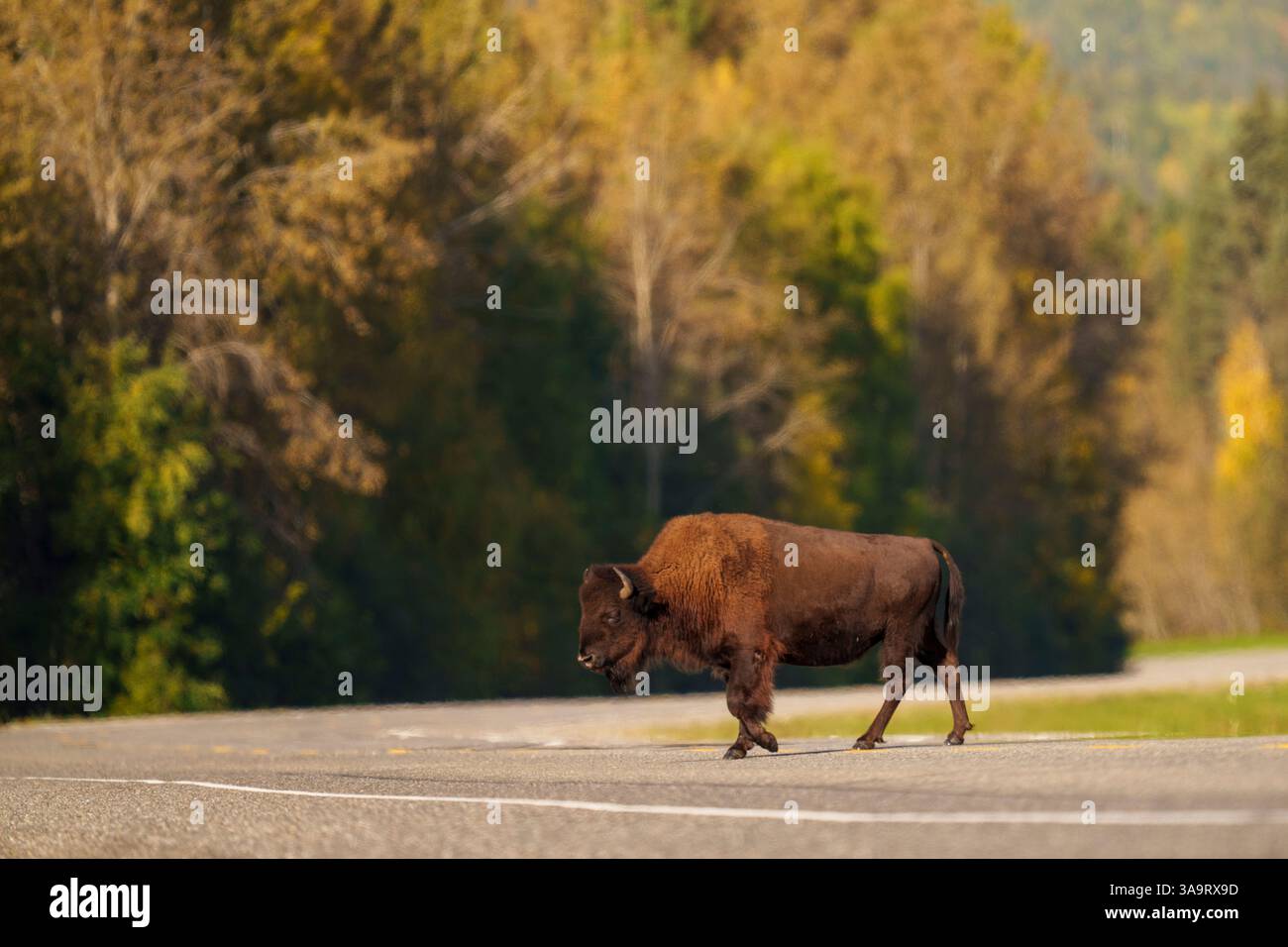 Wood Bison attraversa una strada rurale in un paesaggio autunnale Foto Stock Wood Bison attraversa una strada rurale in un paesaggio autunnale Foto Stock