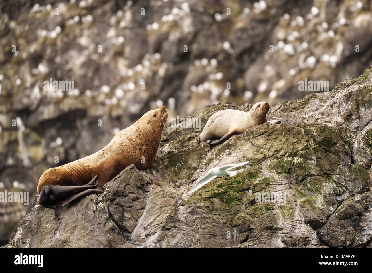Leoni marini che riposano sulla costa rocciosa con la fauna selvatica costiera Foto Stock