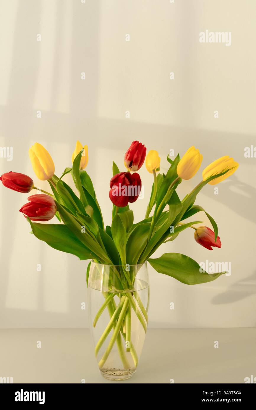 Bouquet di giallo e rosso i tulipani Foto Stock