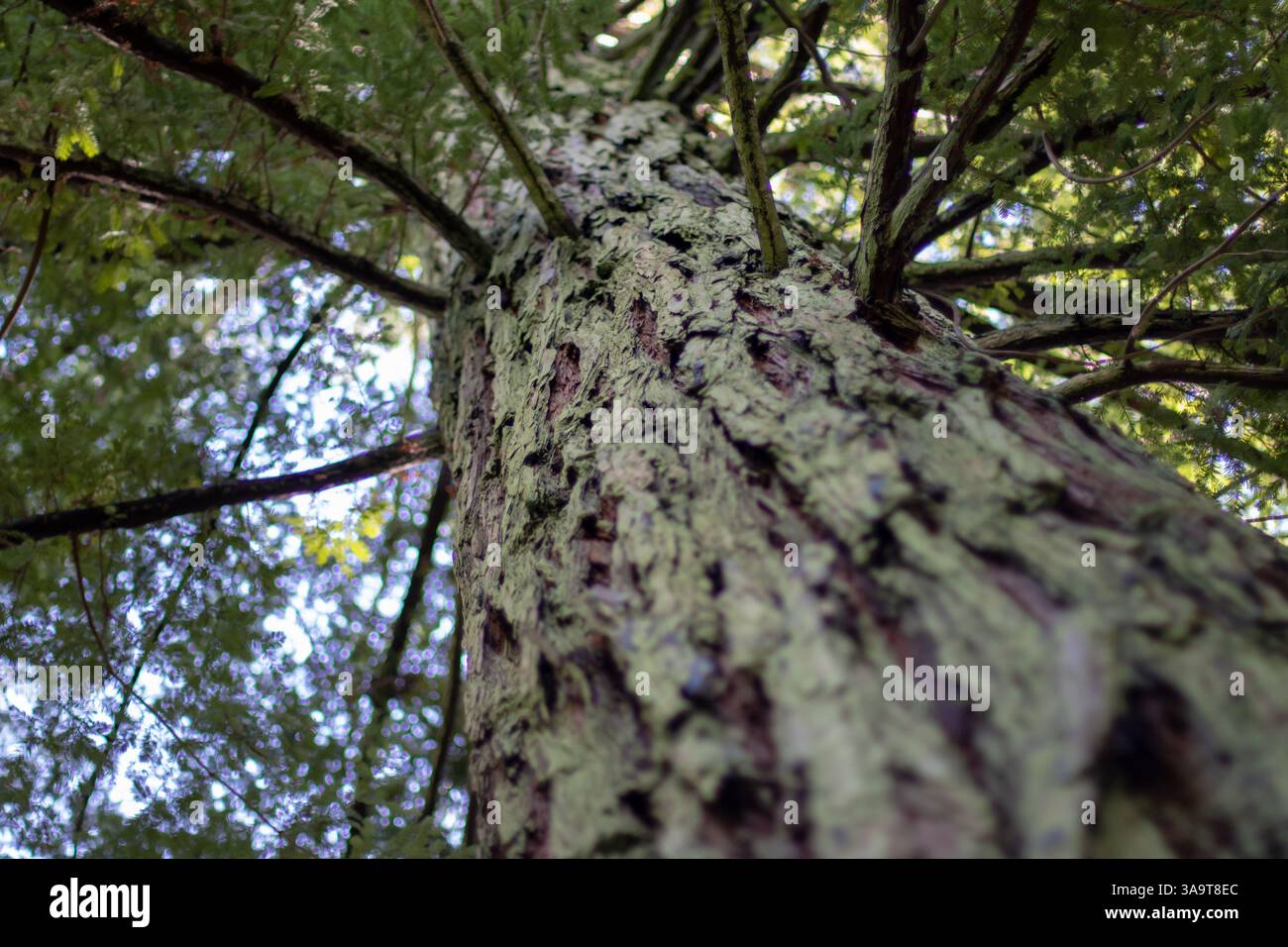 sequoia gigante, sequoia gigante, sequoia di Sierra o tronco di alberi maturi di Wellingtonia e rami della foresta naturale sfondo selettivo. Sequoiadendron Foto Stock