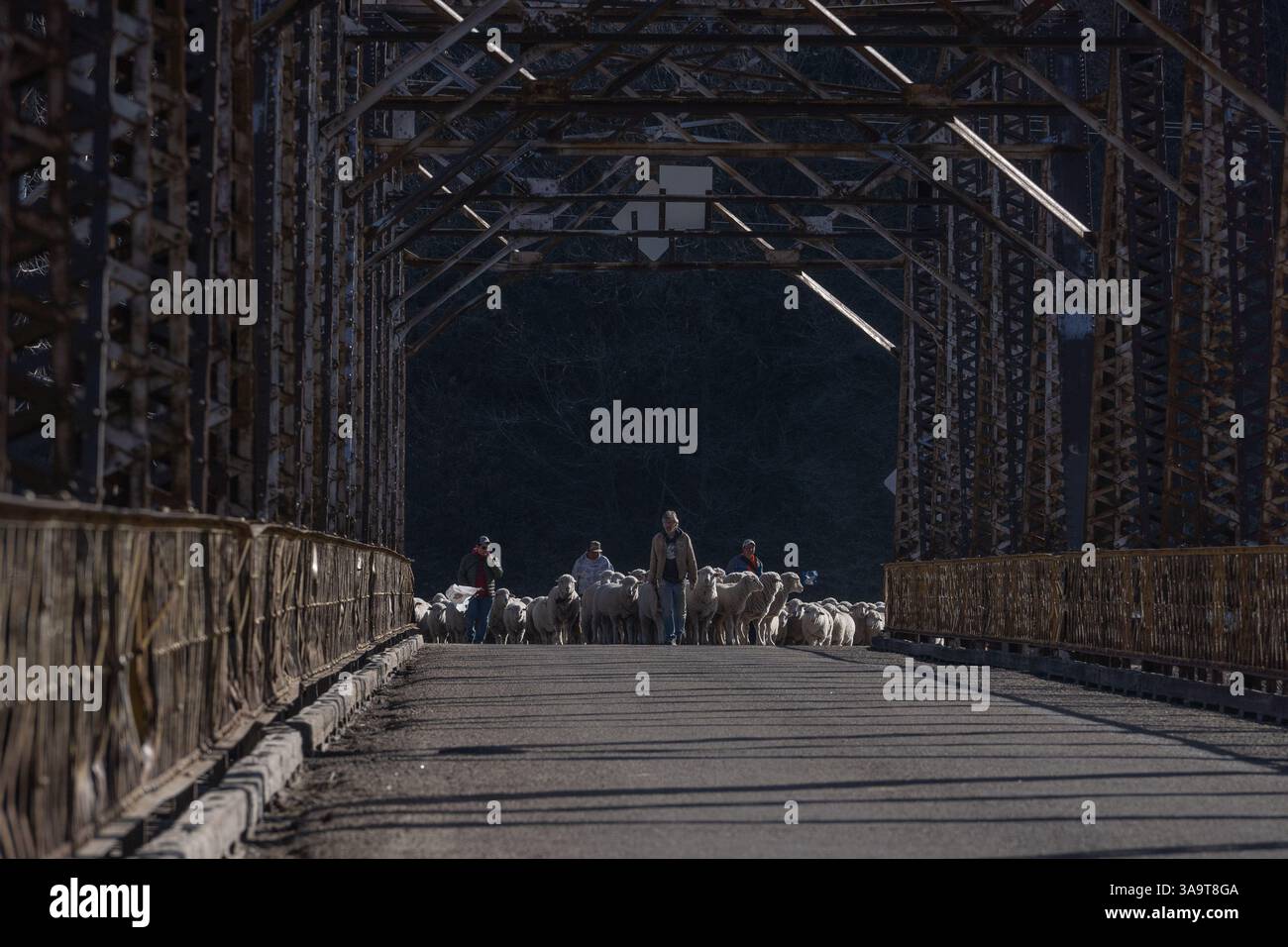 Gruppo di uomini che allevano pecore sul ponte Foto Stock