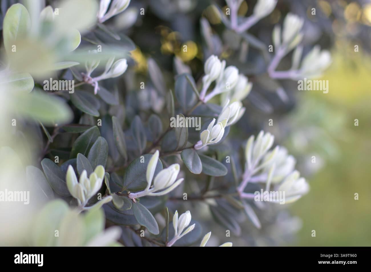 Pohutukawa, Metrosideros excelsa, albero di Natale o albero di ferro della nuova Zelanda foglie morbido-focus estetica sognante sfondo naturale astratto. Fres botanici Foto Stock