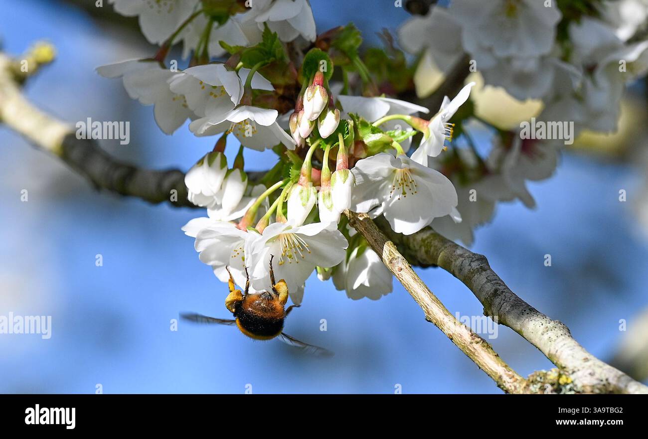 Brighton Regno Unito 31 marzo 2025 - un bumblebee precoce gode della splendida fioritura primaverile e del sole a Hove Park , Brighton dato che il clima caldo e soleggiato è previsto per la maggior parte della Gran Bretagna per i prossimi giorni : Credit Simon Dack / Alamy Live News Foto Stock