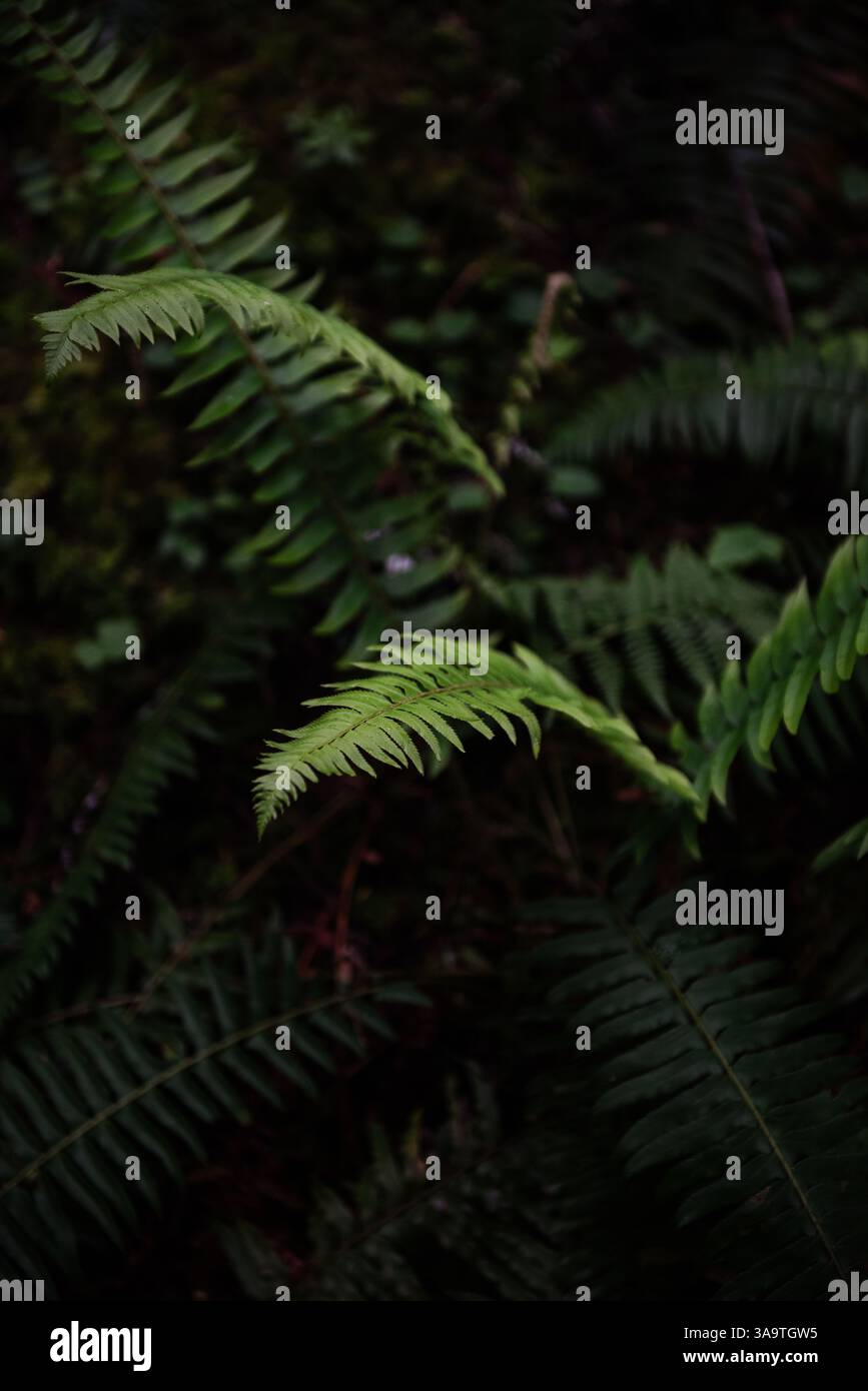 Un dettaglio di una Fern Foto Stock