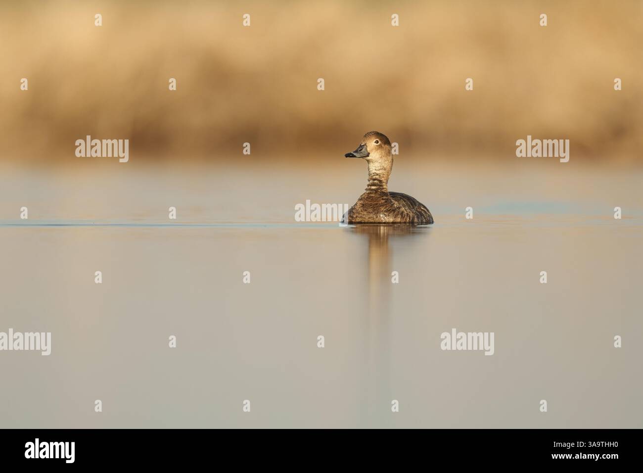 Primo piano di Redhead Duck nuotando in acque calme Foto Stock