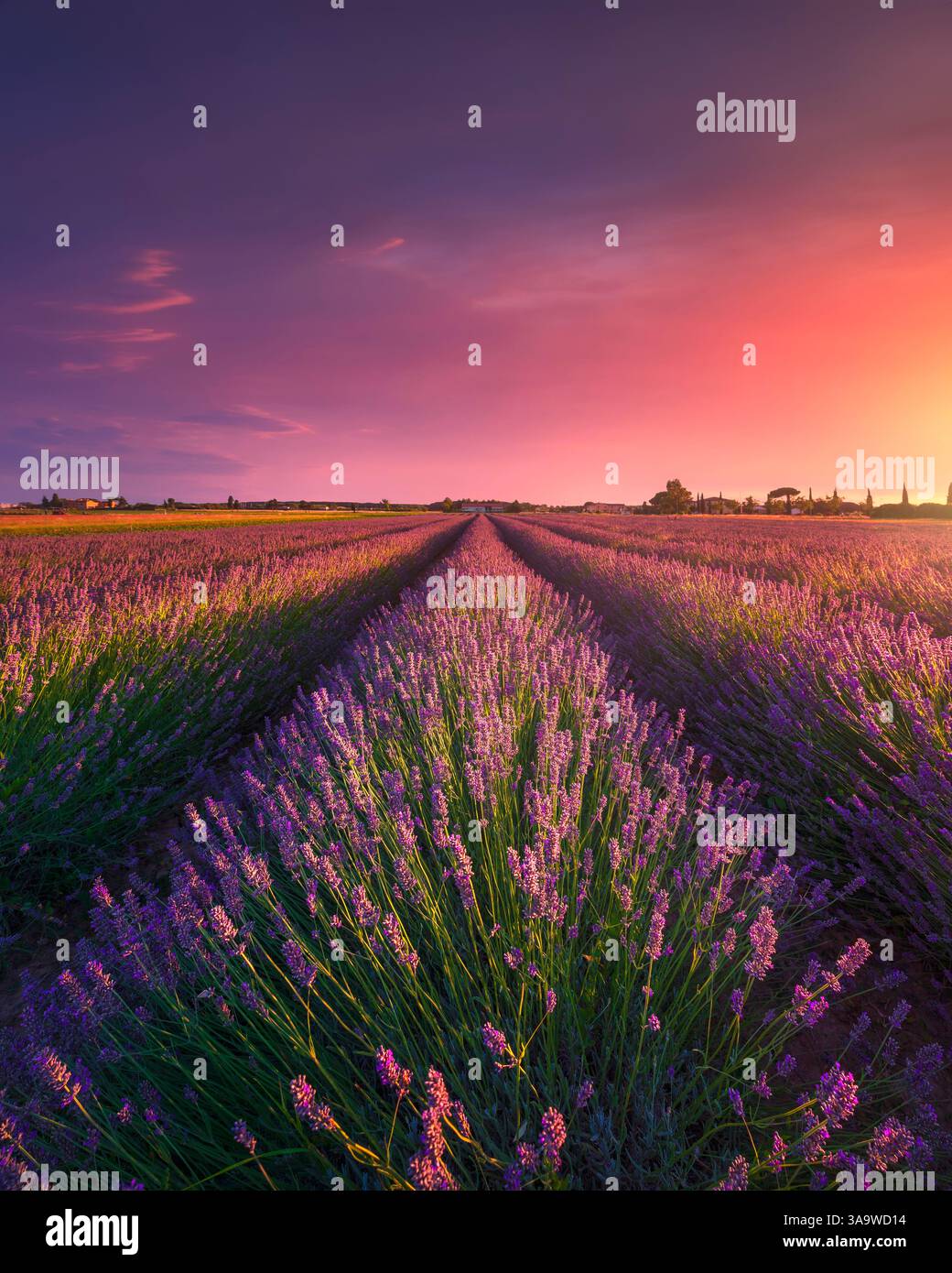 Campi di fiori di lavanda e bellissimo tramonto. Marina di Cecina, provincia di Livorno, regione Toscana, Italia, Europa Foto Stock