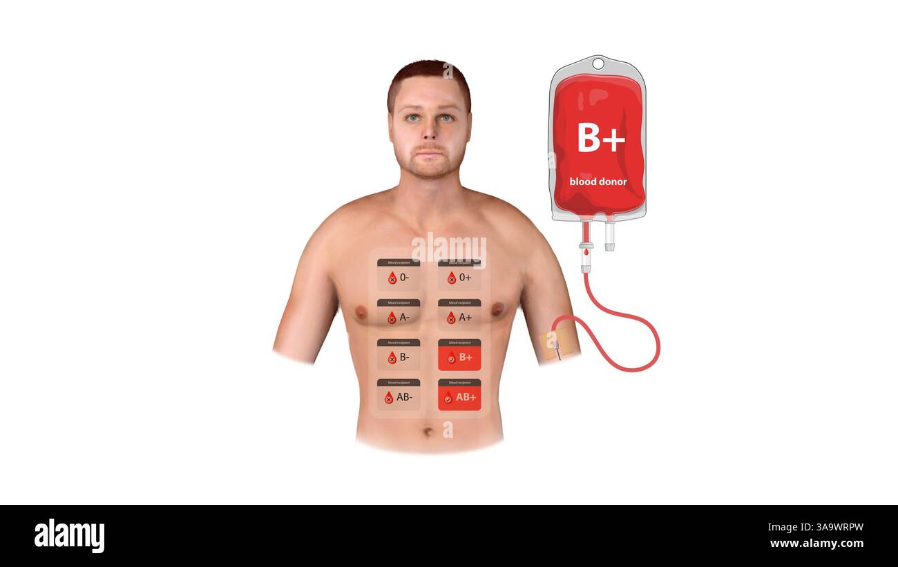 Un'illustrazione 3D di un donatore positivo B, che mostra il processo di trasfusione, la compatibilità con il ricevente e un grafico dettagliato del tipo di sangue medico Foto Stock