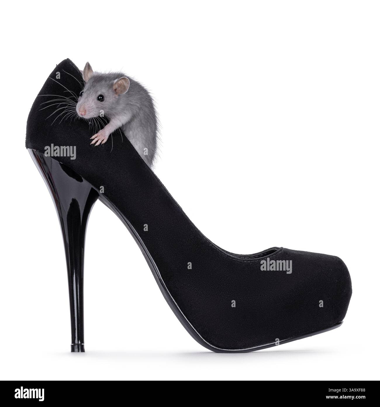 Giovane topo blu seduto nella parte superiore di una scarpa nera con tacco alto, appeso sul bordo. Guardando verso la fotocamera. Isolato su sfondo bianco. Foto Stock