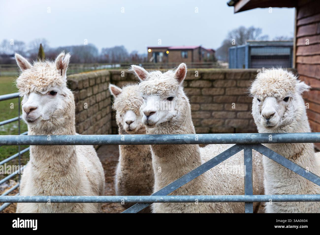La fattoria degli alpaca, alpaca, Vicugna pacos, specie animali domestiche di South American camelid, alpaca, alpaca guardando sopra la recinzione, carino alpaca, simpatici animali Foto Stock