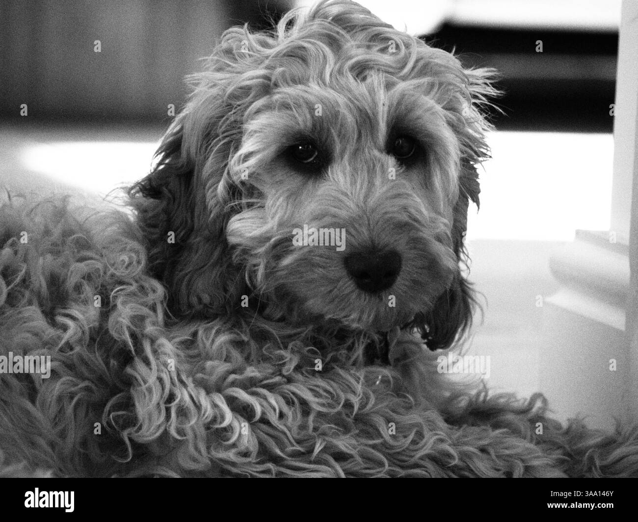 Cockerpoo B&W Foto Stock