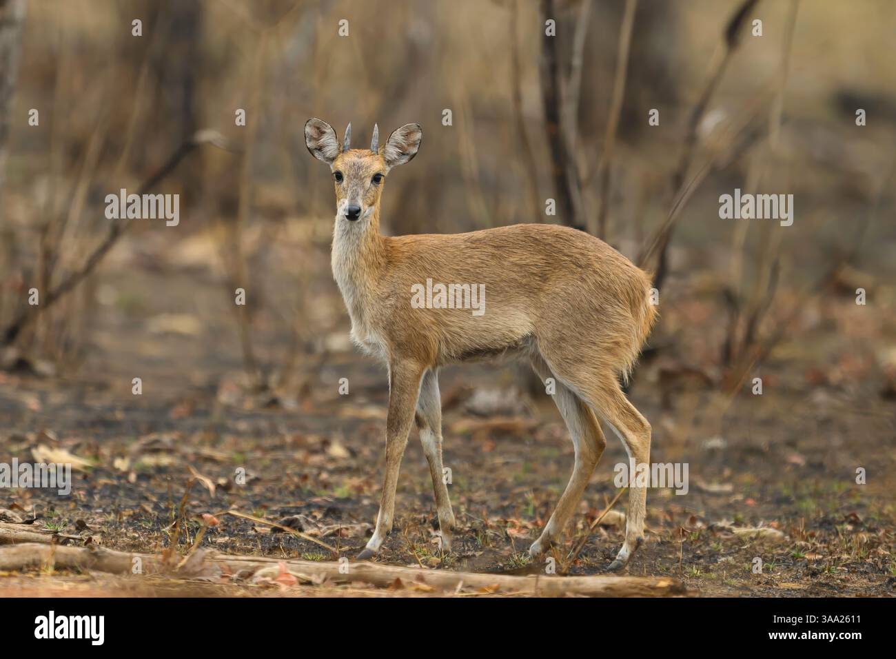 Antilope con quattro corna in piedi in una foresta secca, Panna Tiger Reserve, India Foto Stock