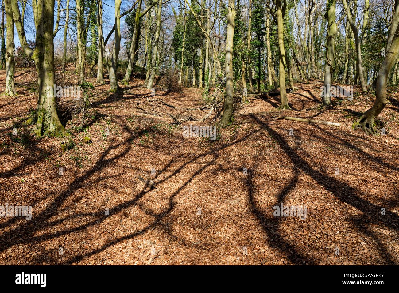 Ombre di alberi su un tappeto di foglie in una giornata di sole in legno di faggio Foto Stock