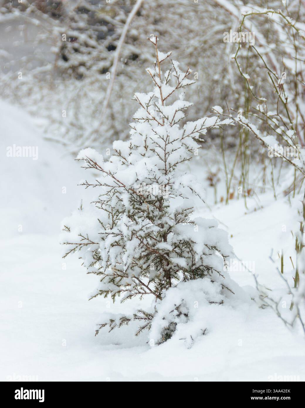 Arbusto coperto di neve in un tranquillo paesaggio invernale con un'atmosfera serena Foto Stock
