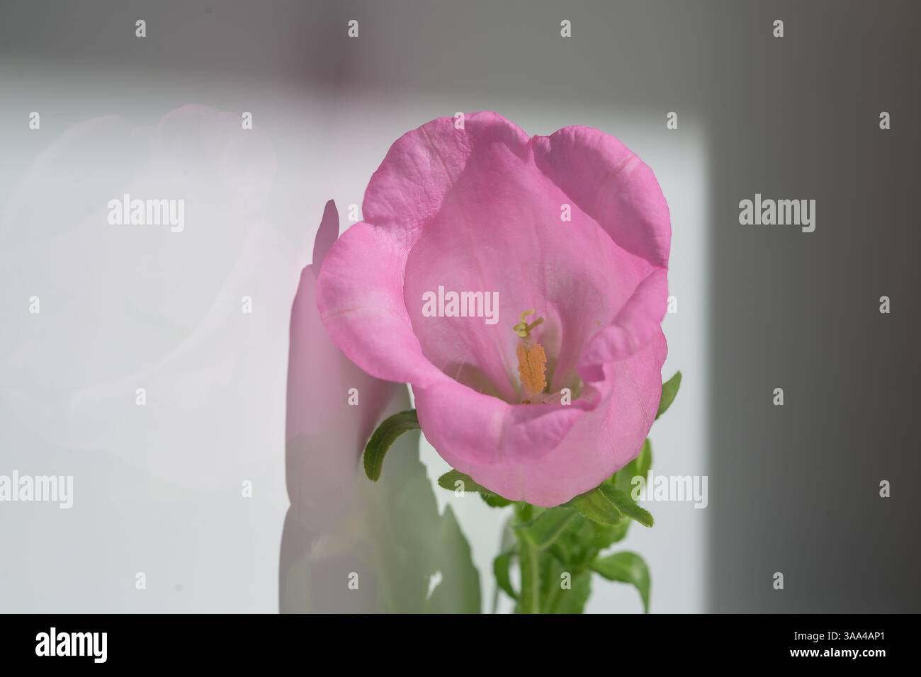 Campana di Canterbury con fiore rosa tenue, Campanula medium, che cattura la bellezza delicata, la semplicità romantica e la simmetria poetica su una parete piena di luce Foto Stock