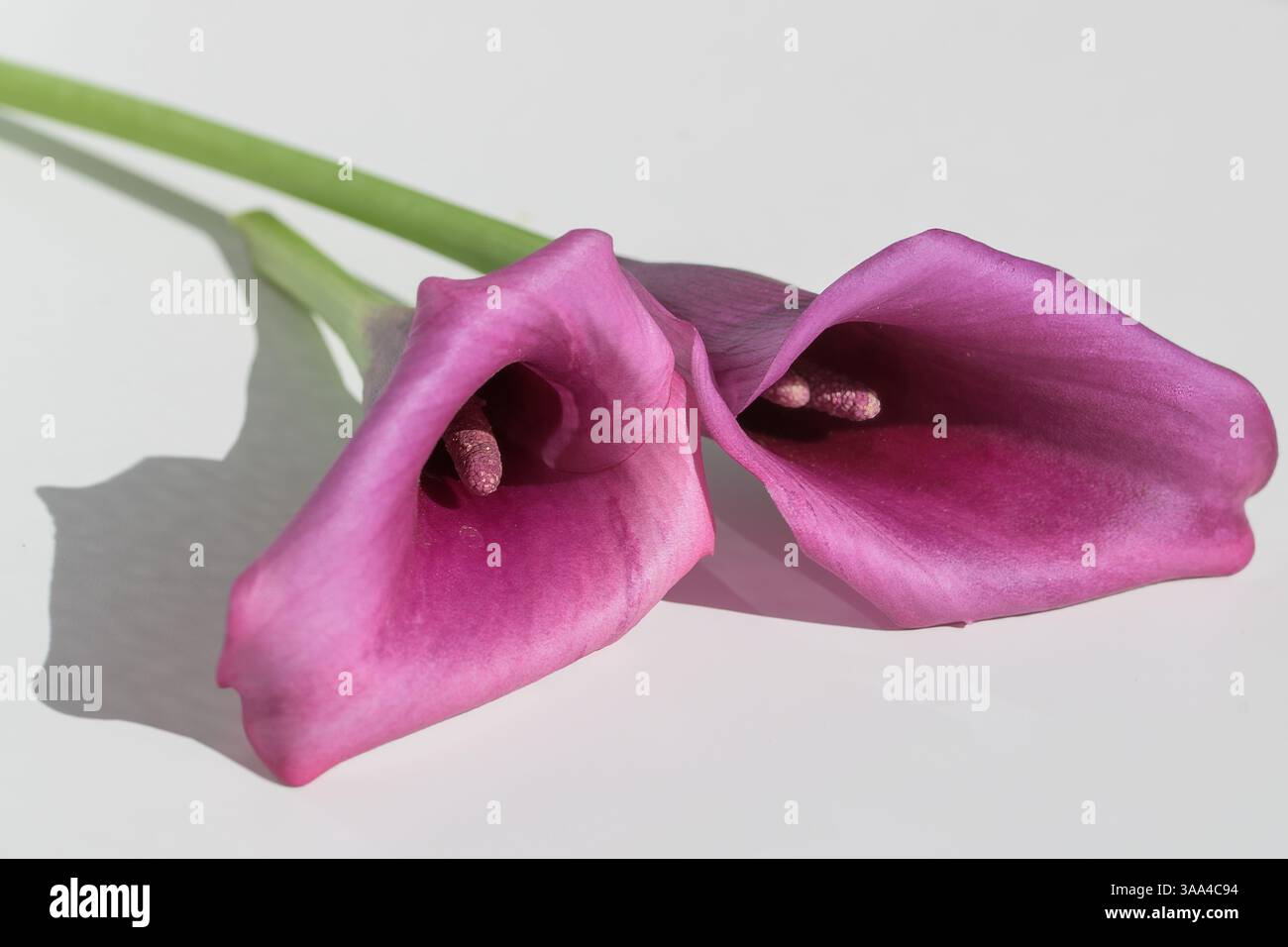 Vivaci gigli di calla viola su uno sfondo bianco e pulito, a simboleggiare eleganza, amore e grazia. Ideale per temi floreali, di matrimonio e romantici Foto Stock