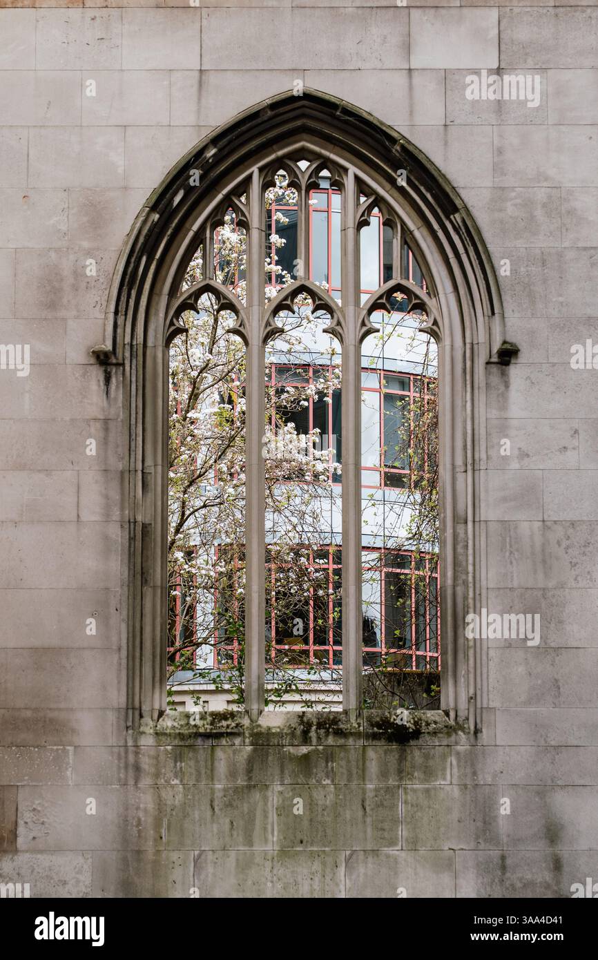 Un albero in fiore si erge dietro la finestra ad arco gotico, vecchie rovine con vetro moderno in primavera Foto Stock