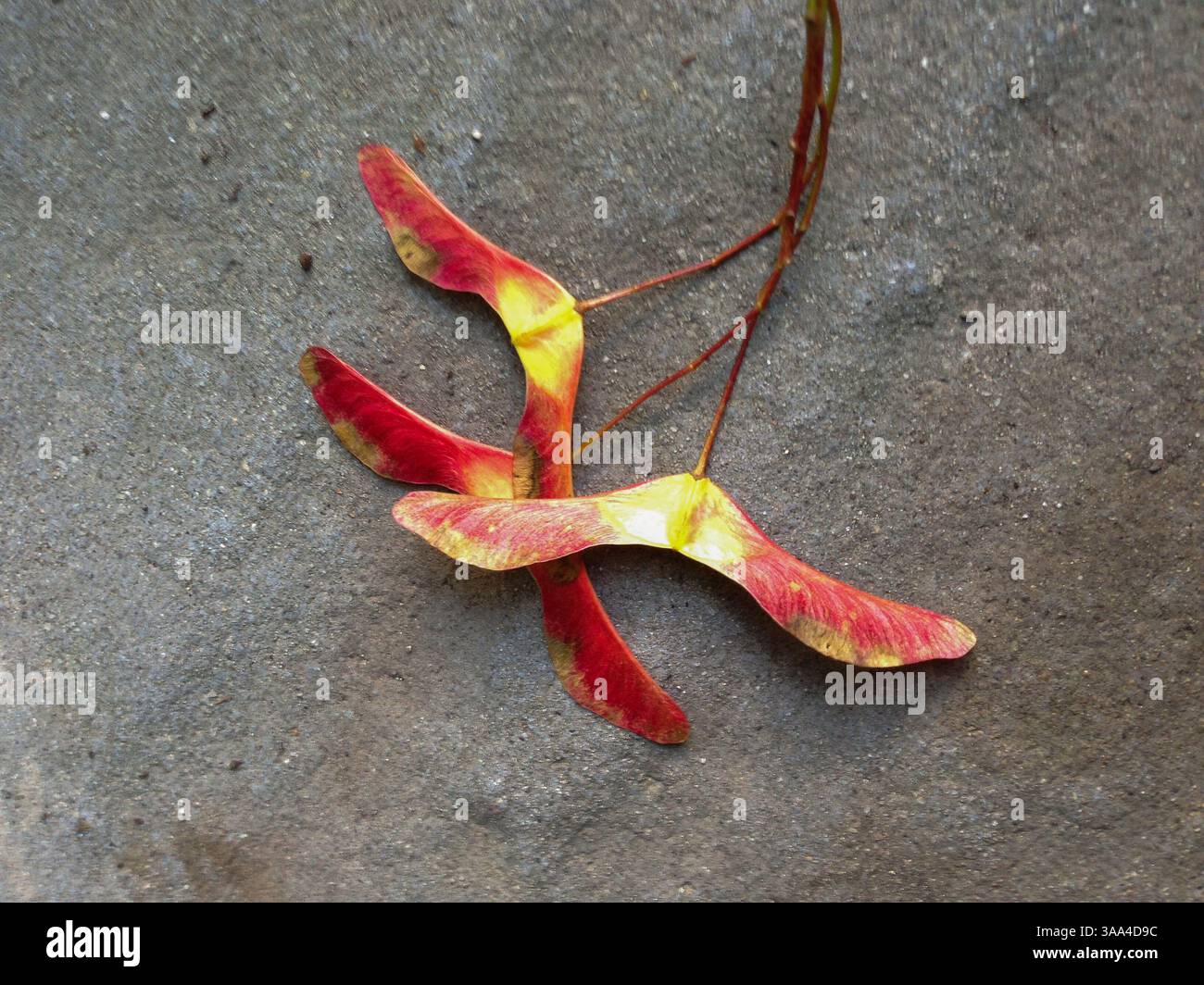 Tasti aceri sul marciapiede Foto Stock