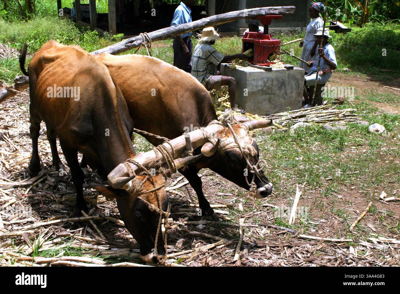 19 aprile 2005; Papay, Central Plateau, HAITI; Kopa Bwa Ferye fu formato attraverso un raggruppamento di risorse terriere. La cooperativa di 50 acri coltiva la canna da zucchero ed è nata dalla loro precedente esperienza lavorativa nei piatelli domenicani. I membri sono d'accordo che non vogliamo essere umiliati. Vogliamo il nostro processo decisionale”. Nel creolo haitiano, il Mouvman Peyizan Papay o movimento pesarese di Papay è il più antico e più grande movimento pesarese di Haiti. La cooperativa ha compiuto 30 anni nel luglio del 2004, conta 60.000 membri e un'aula di formazione e istruzione situata nel cuore di Haiti, la centrale Foto Stock