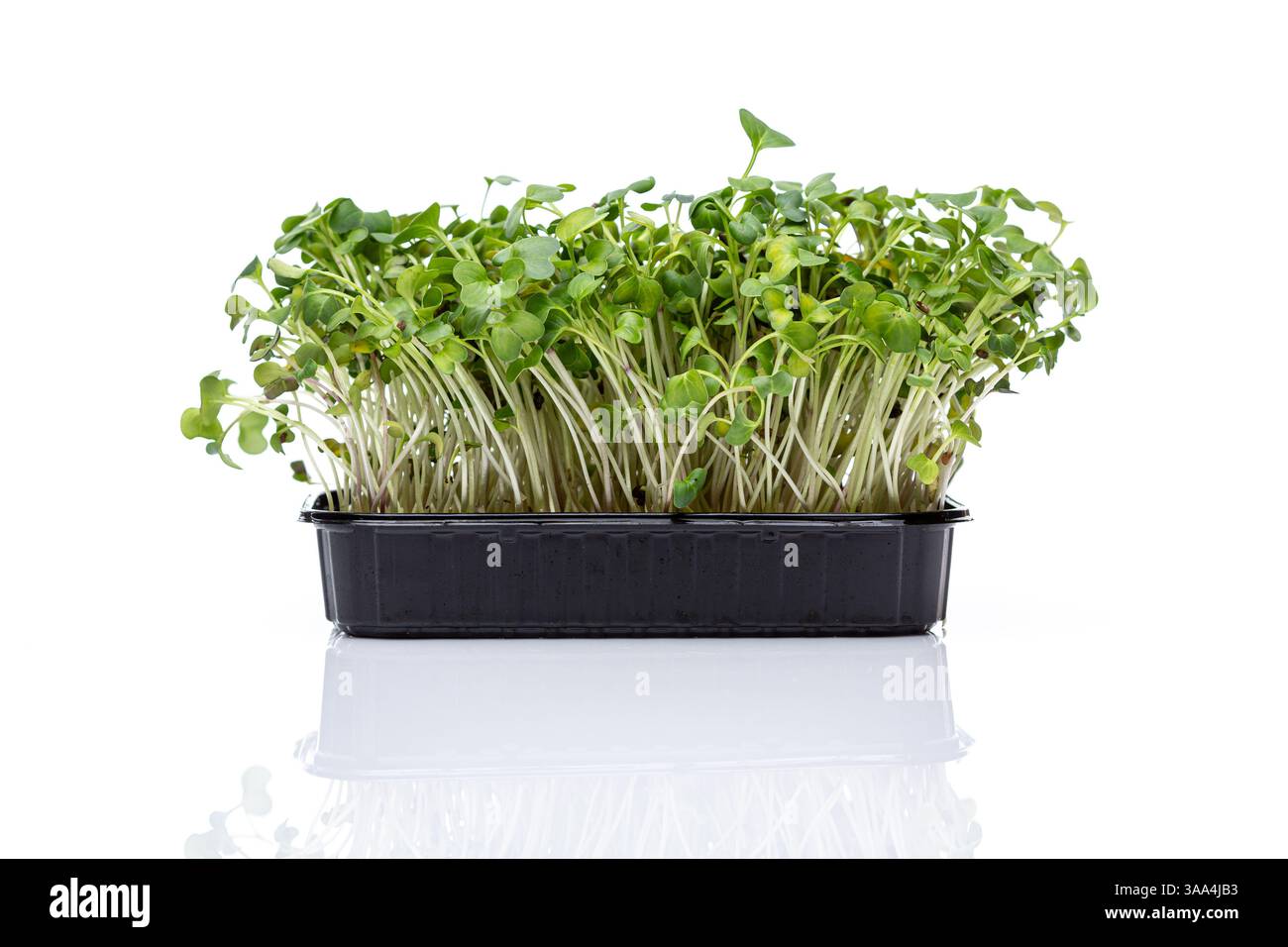 Vassoio in plastica nero con micro germogli verdi su sfondo bianco. Concetto di super cibo sano Foto Stock